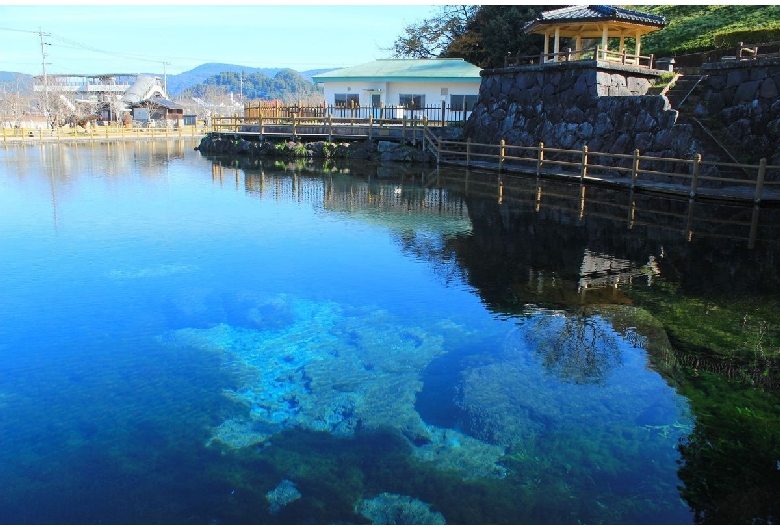 丸池湧水