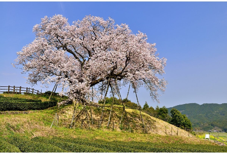 百年桜