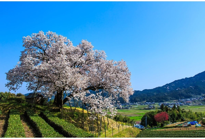 百年桜