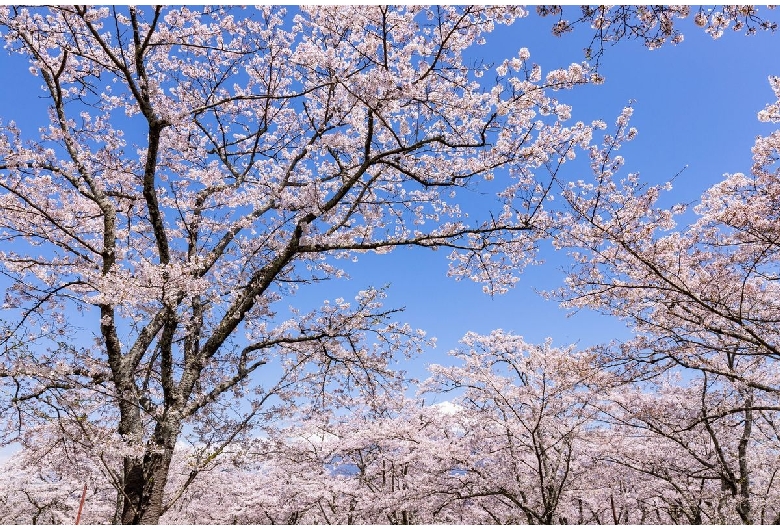 尾関山公園