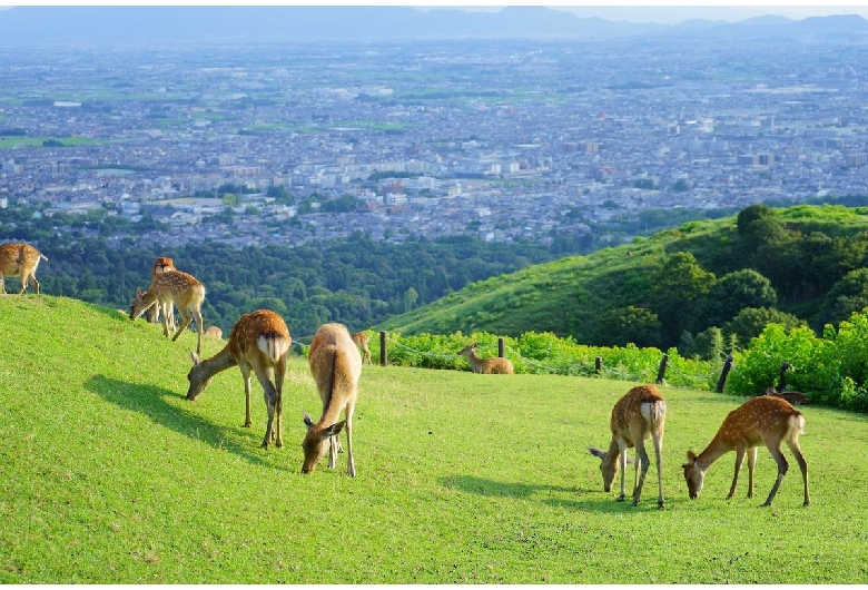 若草山（奈良公園）