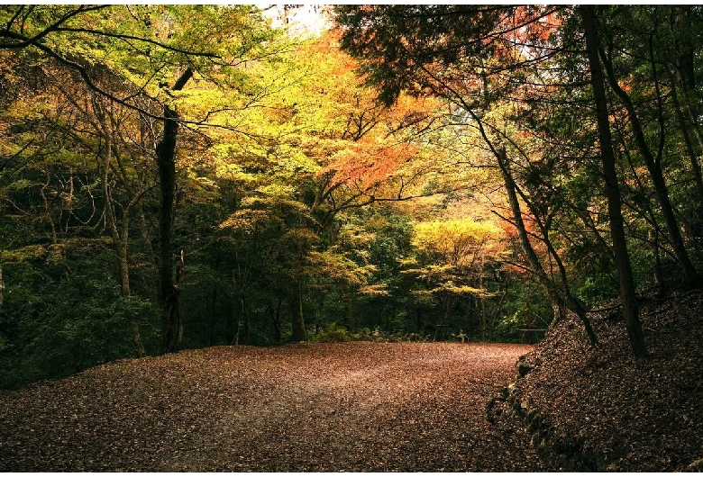 春日山原始林（奈良公園）