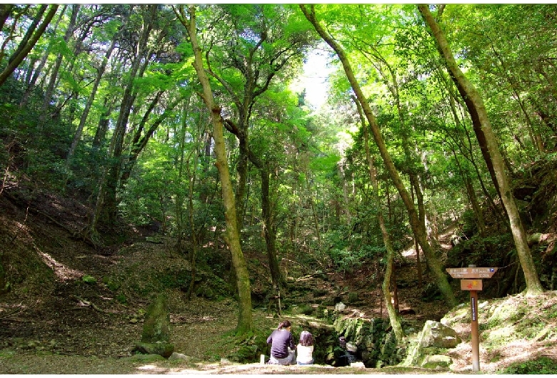 春日山原始林（奈良公園）