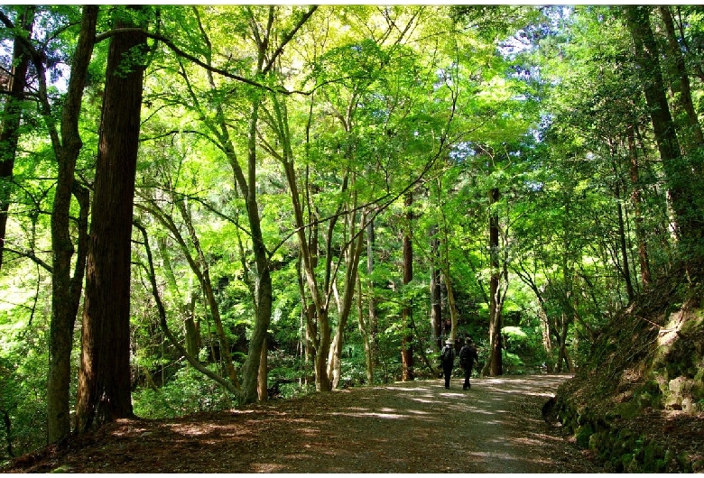 春日山原始林（奈良公園）