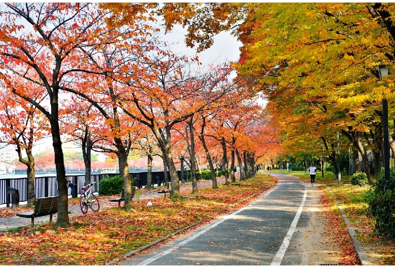 毛馬桜之宮公園（桜之宮公園）