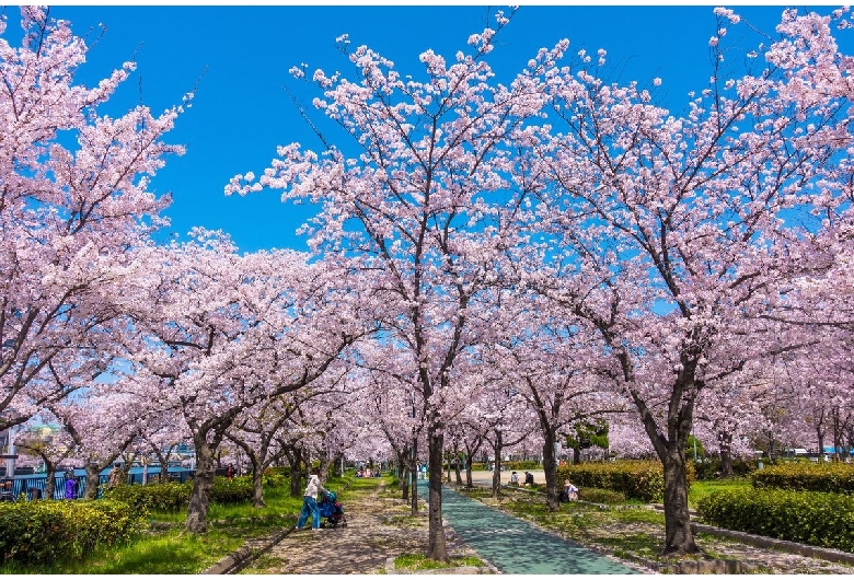 毛馬桜之宮公園（桜之宮公園）