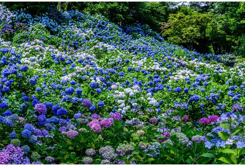 舞鶴自然文化園