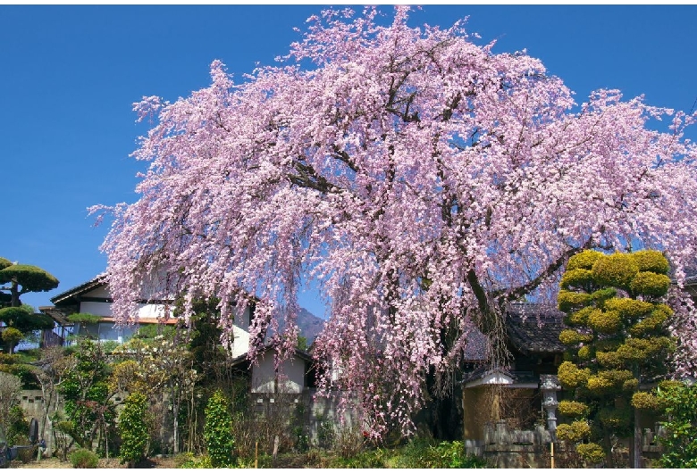 黄梅院の桜