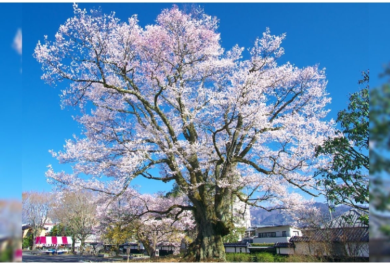 安富桜