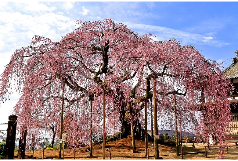 麻績の里舞台桜