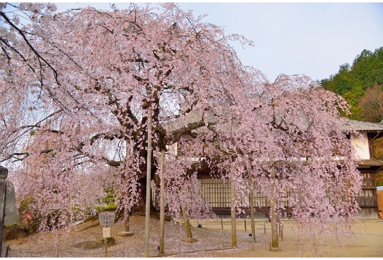 麻績の里舞台桜