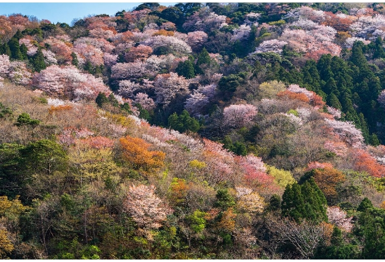 神子の山桜（常神半島）