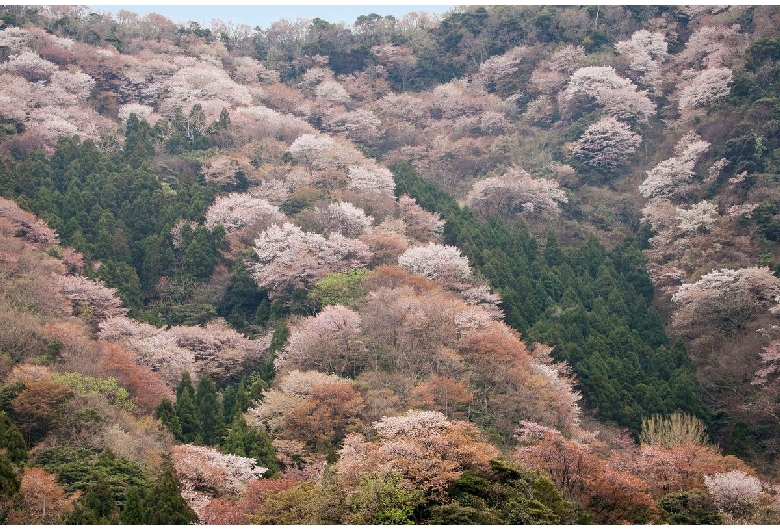 神子の山桜（常神半島）