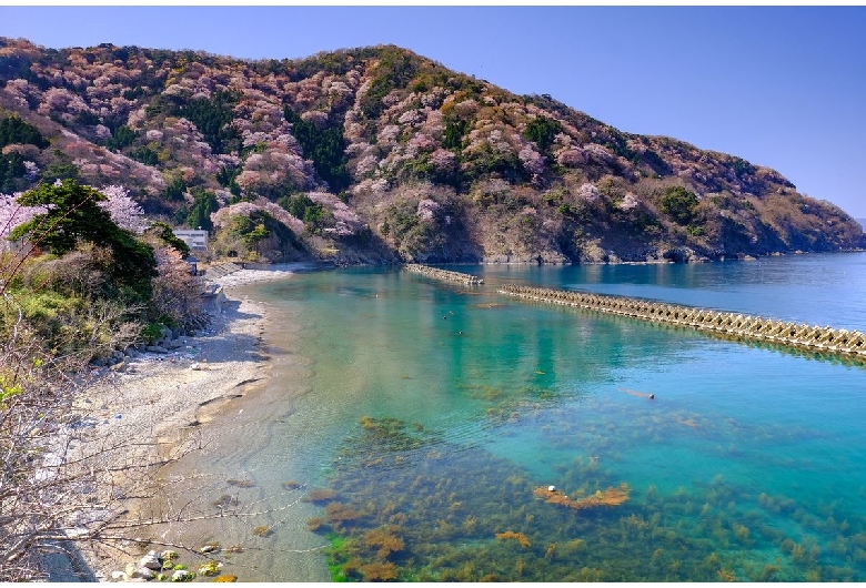 神子の山桜（常神半島）