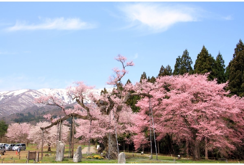 釜の越農村公園の桜