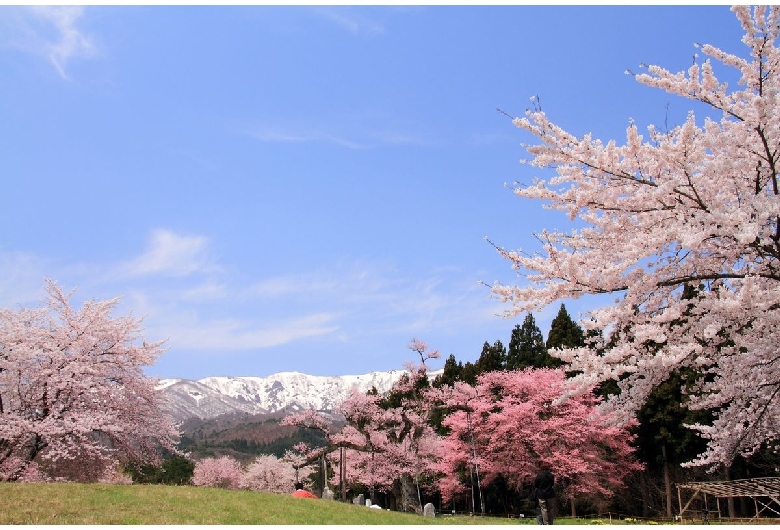 釜の越農村公園の桜