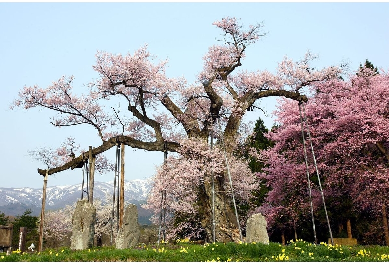 釜の越農村公園の桜