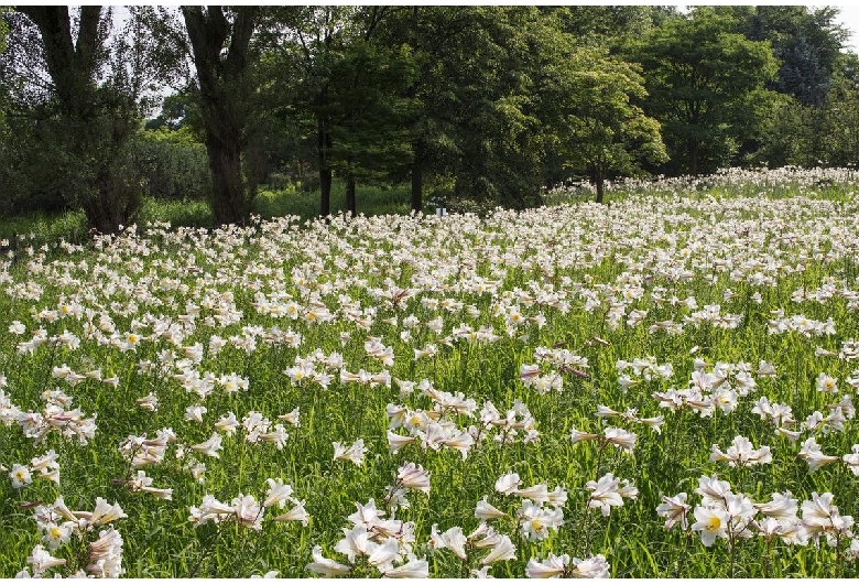 百合が原公園