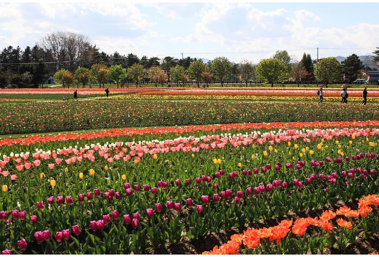 かみゆうべつチューリップ公園