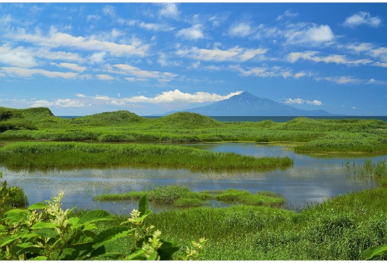 サロベツ原生花園