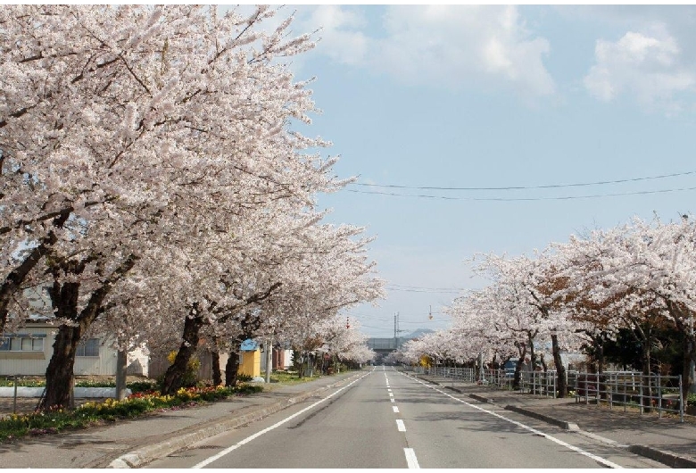 清川の千本桜