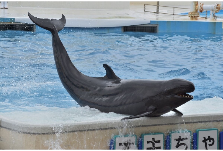 オキちゃん劇場（海洋博公園）