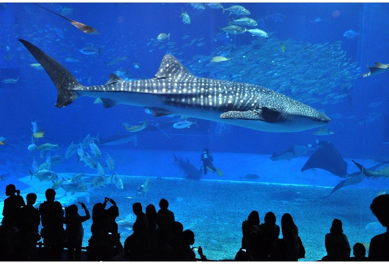 美ら海水族館（海洋博公園）