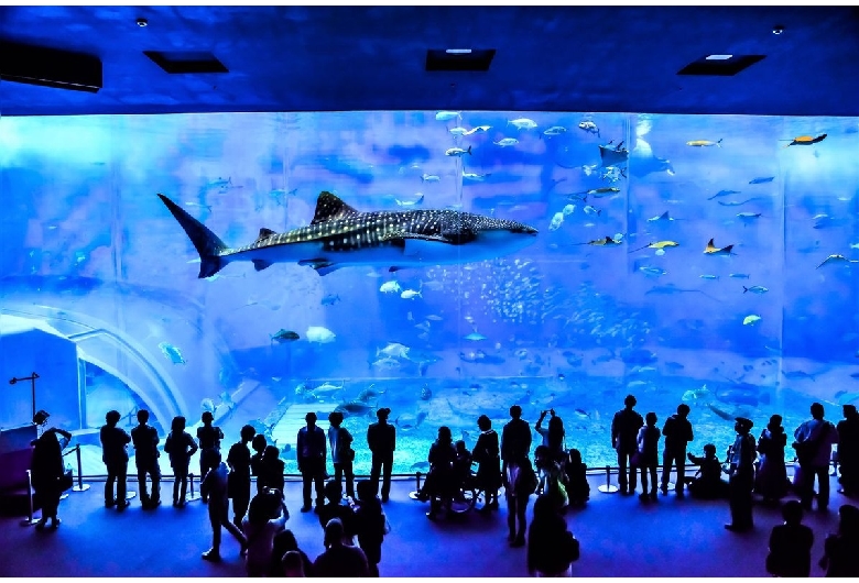 美ら海水族館（海洋博公園）