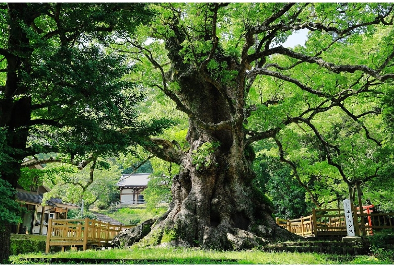 蒲生の大楠（蒲生八幡神社）