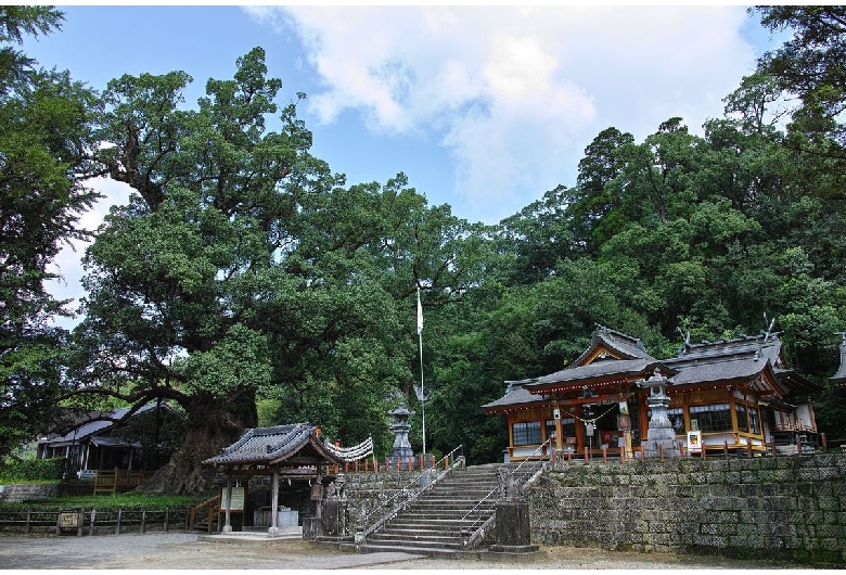 蒲生の大楠（蒲生八幡神社）