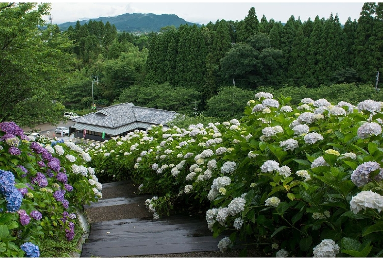 あじさい公園