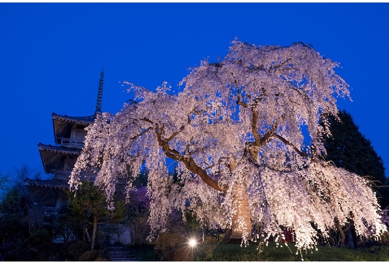 浄専寺