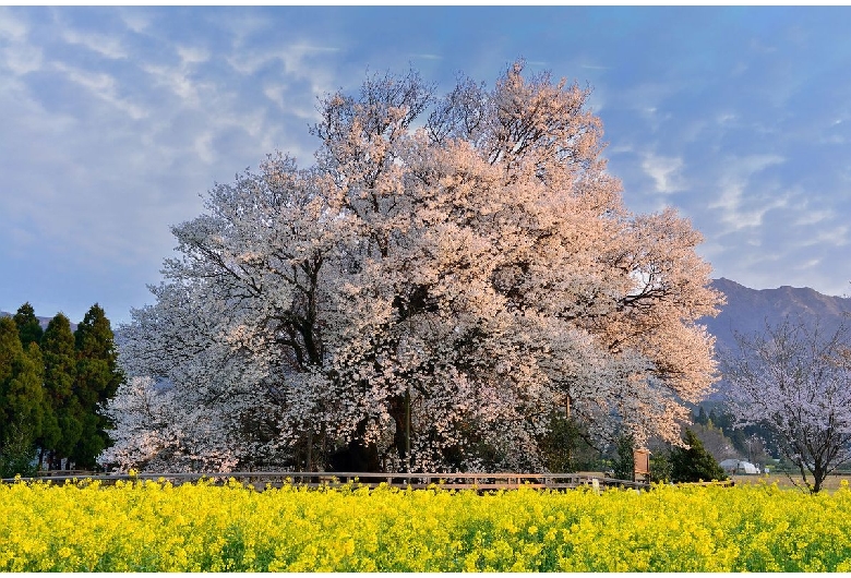 一心行の大桜