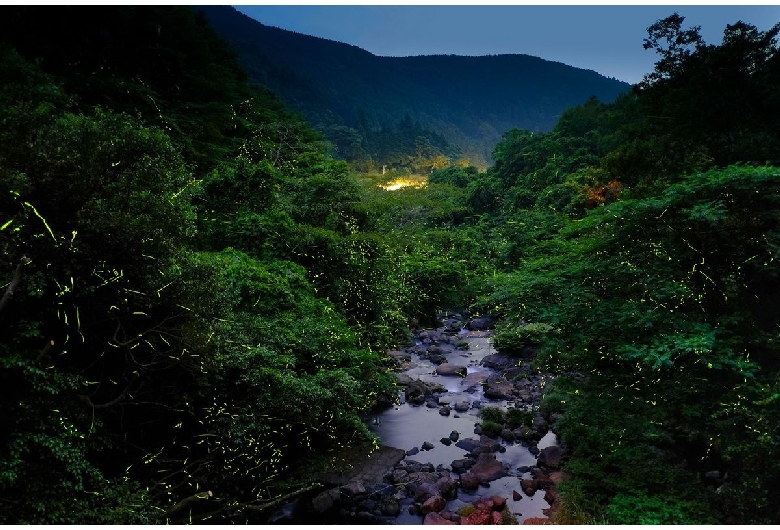 岩屋川内川の蛍