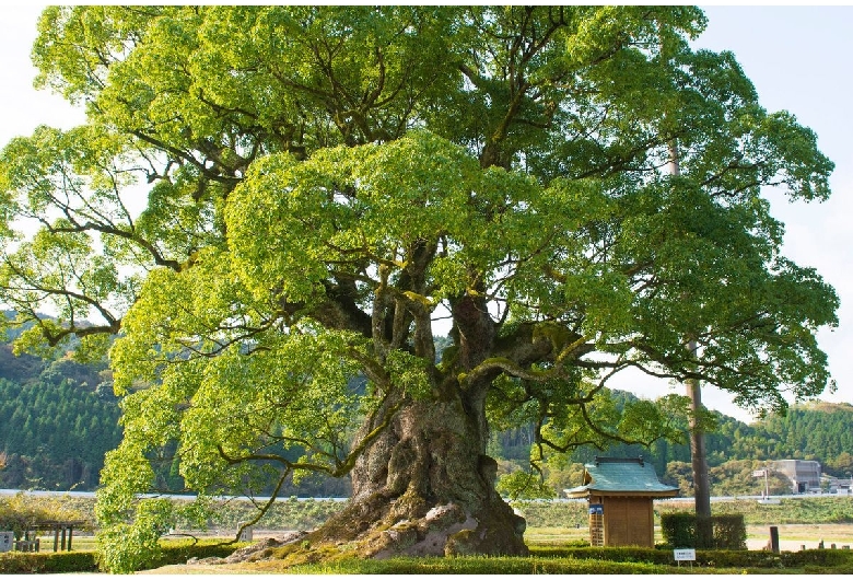 川古の大楠公園