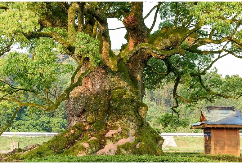 川古の大楠公園