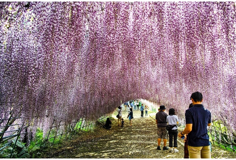 河内藤園