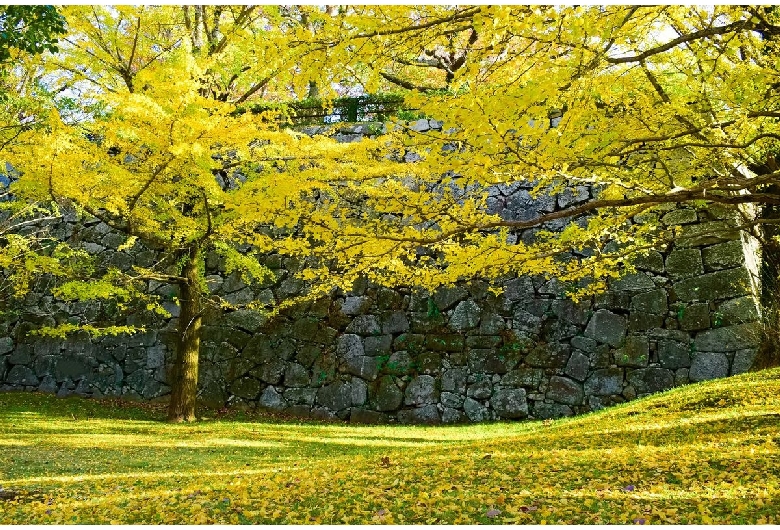 福岡城跡（舞鶴公園）