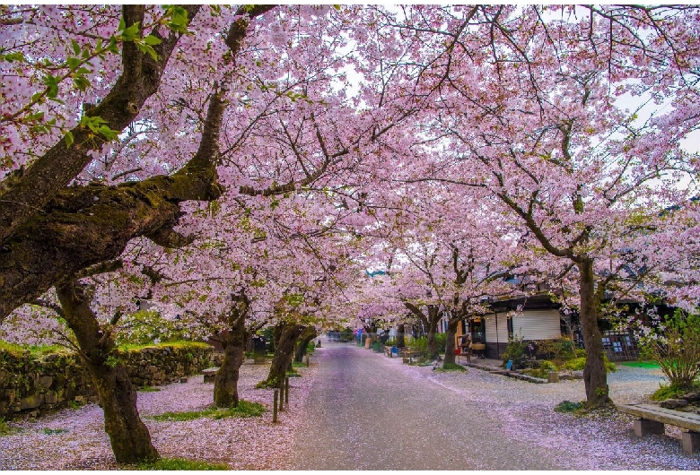 秋月伝統的建造物群保存地区