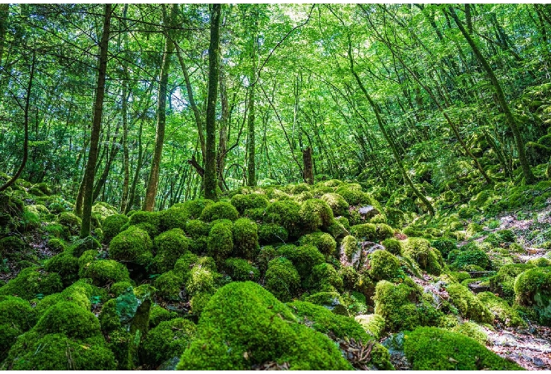 山犬嶽