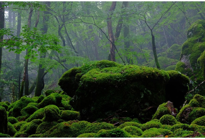 山犬嶽