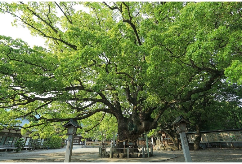 大麻比古神社