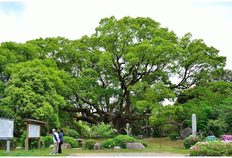 川棚のクスの森