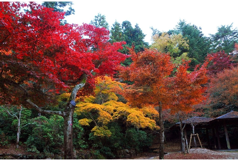 宮島（弥山地区）