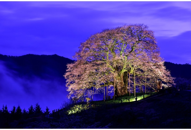 醍醐桜