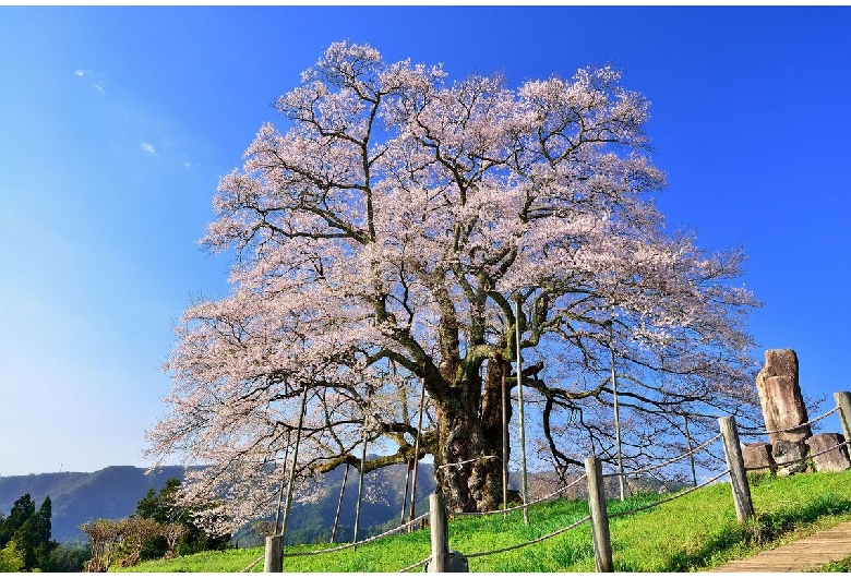 醍醐桜