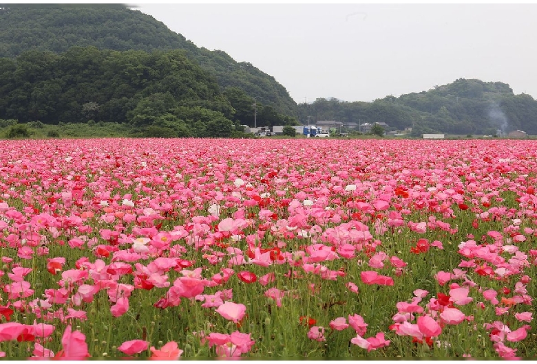 笠岡湾干拓地の花畑