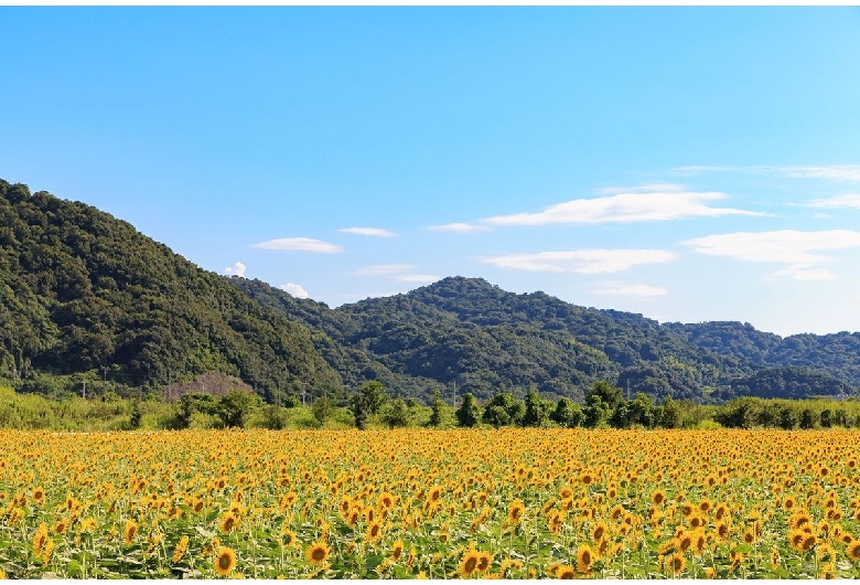 笠岡湾干拓地の花畑