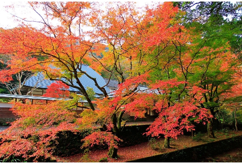 鰐淵寺