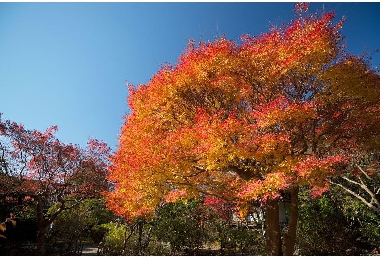 不退寺